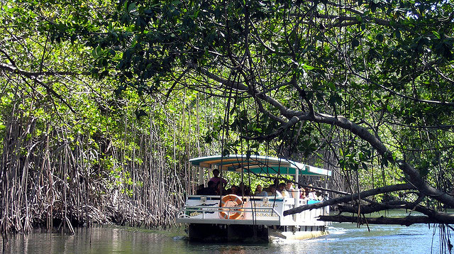 Jamaica Black River Safari – St. Elizabeth Parish