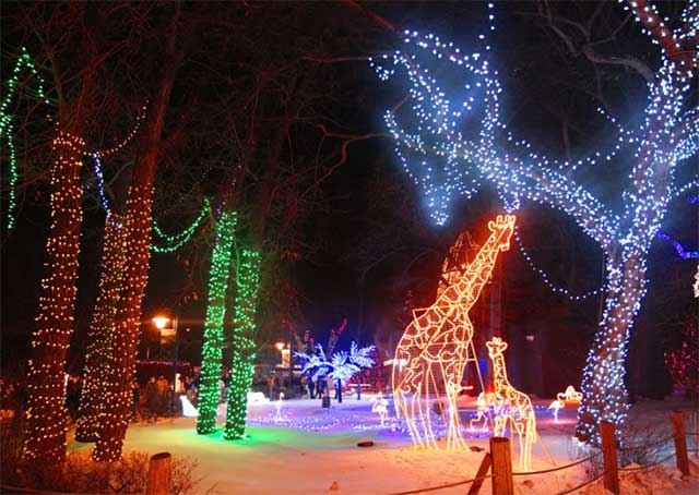 colorful winter zoolight in Calgary show guide